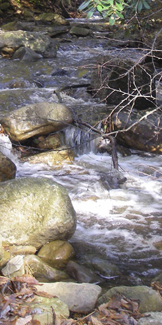 Small trout stream